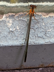 Arrenurus