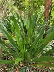 Doryanthes
