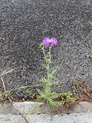 Galactites tomentosus