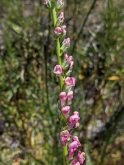 Sairocarpus virga