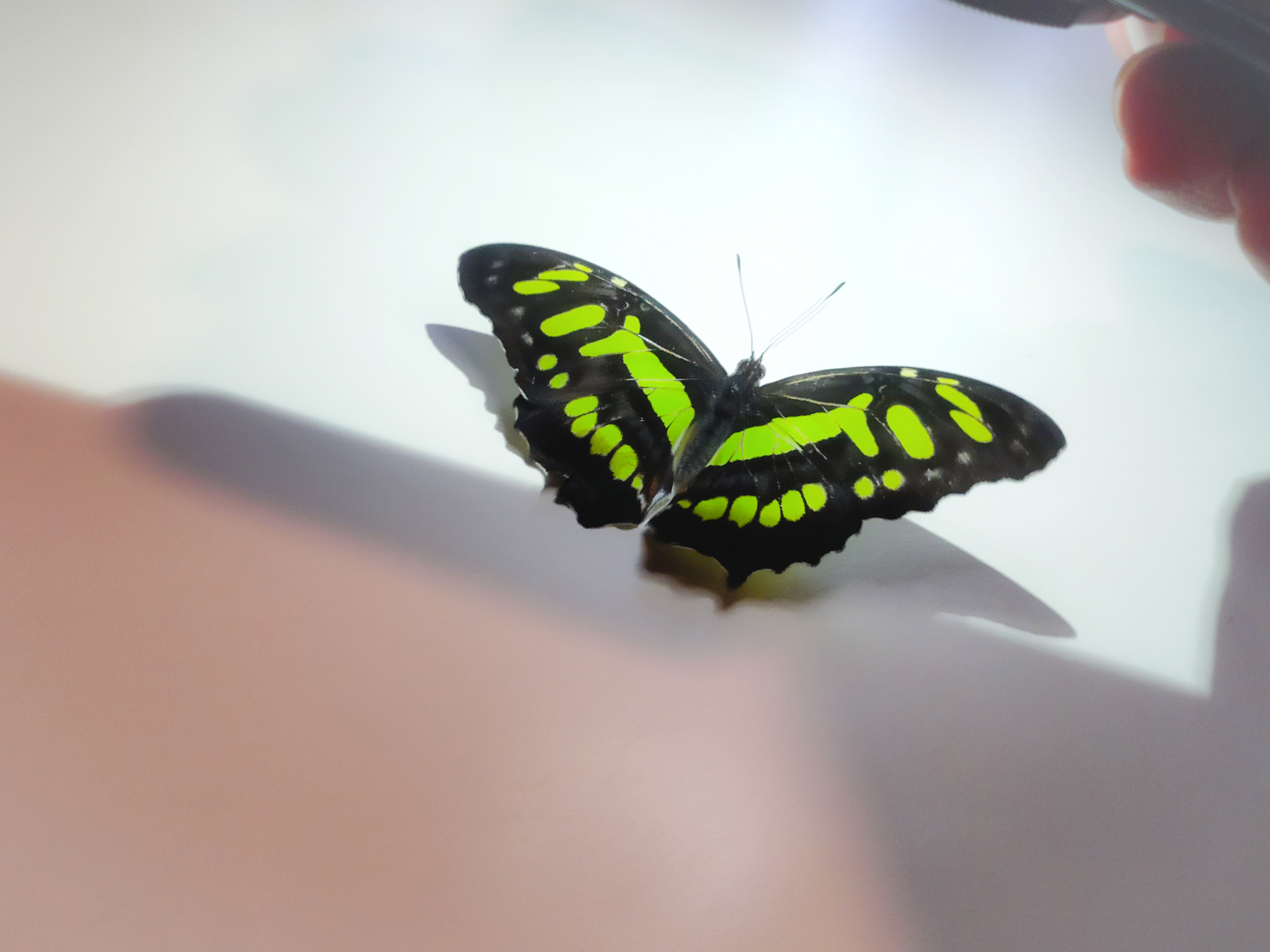 Siproeta stelenes image