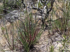 Sairocarpus virga