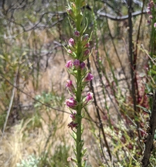 Sairocarpus virga