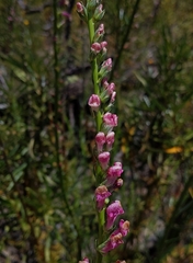 Sairocarpus virga