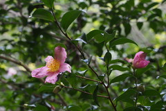 Camellia sasanqua