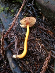 Hygrocybe marchii