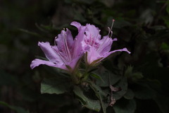 Rhododendron macrosepalum