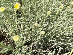 Santolina chamaecyparissus