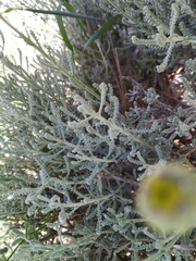 Santolina chamaecyparissus