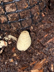 Leucocoprinus birnbaumii