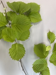 Micromeles japonica