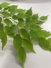Carpinus laxiflora