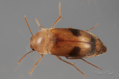 Diclidia