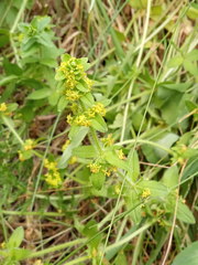 Cruciata laevipes