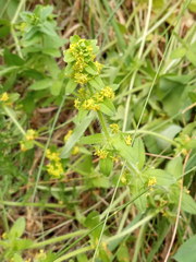 Cruciata laevipes