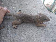 Notocitellus adocetus