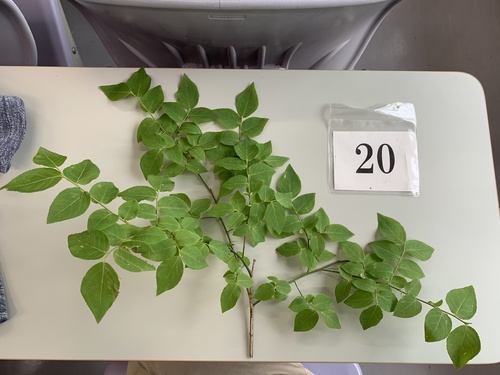 Vaccinium smallii iNat (2)