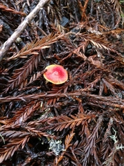 Hygrocybe marchii