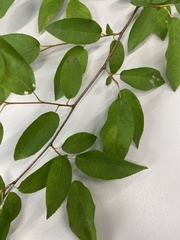 Amelanchier asiatica