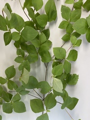 Rhododendron reticulatum