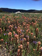 Castilleja praeterita