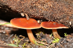 Rhodocollybia incarnata