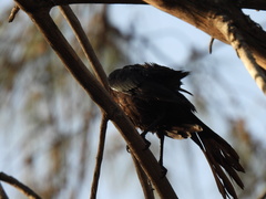 Quiscalus mexicanus