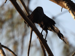 Quiscalus mexicanus