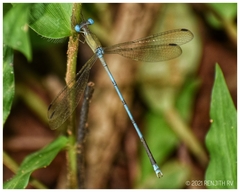 Lestes nodalis