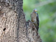 Melanerpes aurifrons