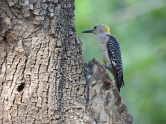 Melanerpes aurifrons