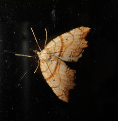 Chalastra pellurgata