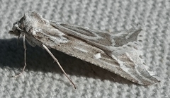 Plataea trilinearia