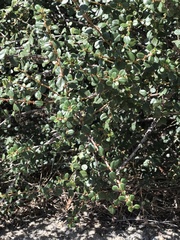 Ceanothus verrucosus