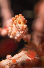 Hippocampus bargibanti