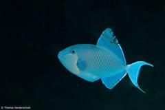 Odonus niger