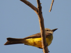 Tyrannus melancholicus