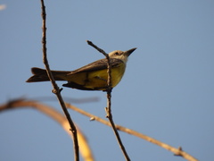 Tyrannus melancholicus