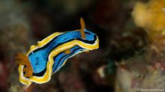 Chromodoris annae