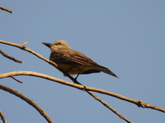 Tyrannus melancholicus