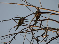 Myiopsitta monachus