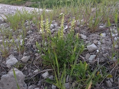 Reseda lutea