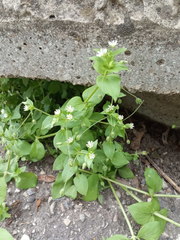 Stellaria media