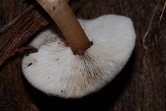 Rhodocollybia incarnata