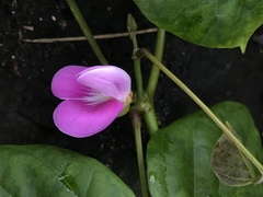 Canavalia cathartica