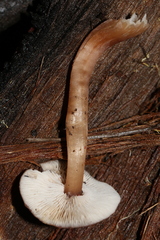 Rhodocollybia incarnata