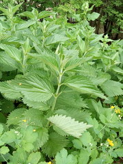 Urtica dioica