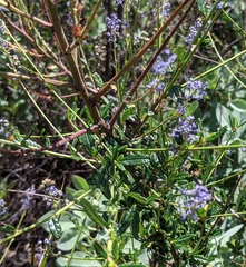Ceanothus parryi