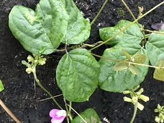 Canavalia cathartica