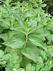 Urtica dioica